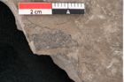 Foto (Detailansicht) von Ficus sagoriana Ettingshausen (NHMW-GEO-2024-0188-8063b)